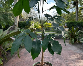 Natal Mahogany braid, Trichilia emetica, 6" Pot