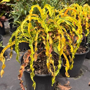 May include: A potted Codiaeum variegatum plant featuring long, narrow, spiraling leaves with a vibrant color palette of bright yellow, lime green, and deep red accents. The plant is housed in a standard black plastic nursery container filled with soil.