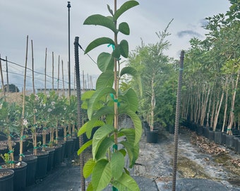 Barbie Pink Guava tree, psidium guajava, 10” pot/3 g