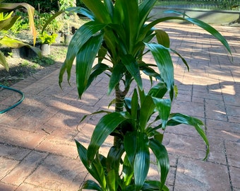 Dracaena ‘Mona Lisa’, 10”  pot - Staggered height 3, 2, 1. 48” box