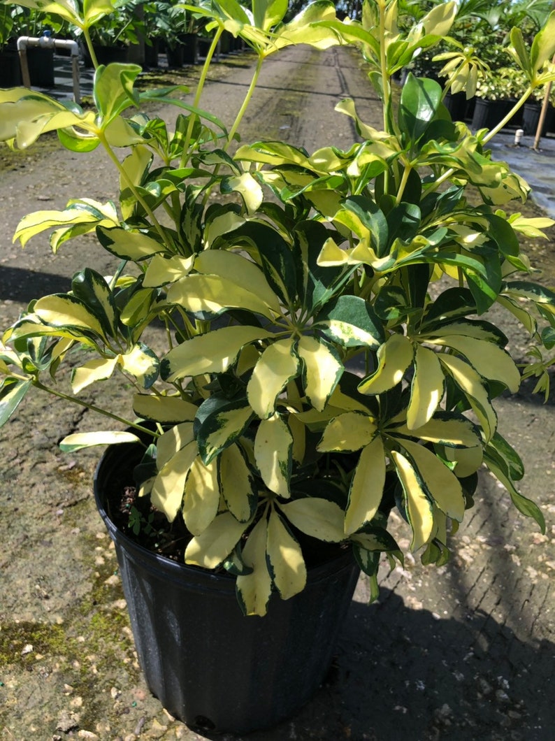 schefflera arboricola