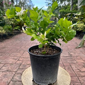 Sambac Jasmine, 10” pot. Trellis. Fragrant. Hawaii Lei Jasmine