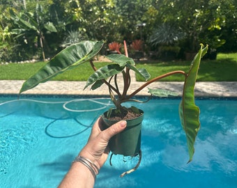 Philodendron Billetiae, 4” pot Ready for 6” pot