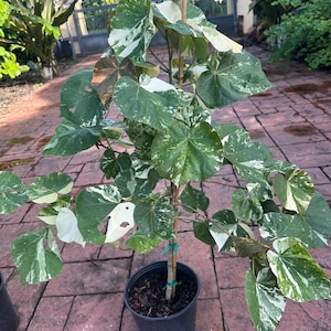 Variegated Mahoe tree, ‘Sea Hibiscus’, 10”/3 g pot Actual plant, tree shape
