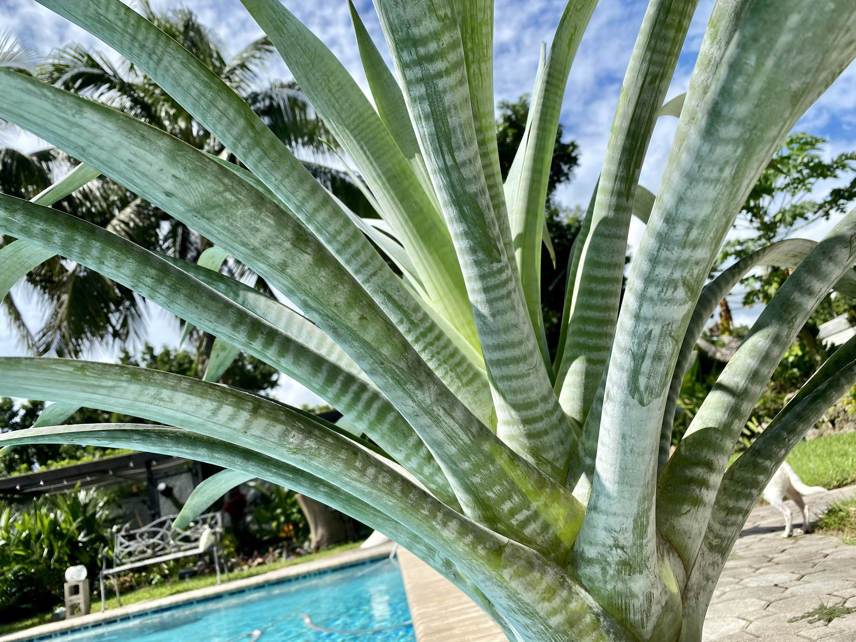 ブロメリア・エアープランツ Alcantarea Odorata Bromeliad Odorata Alcantarea – Eureka Farms