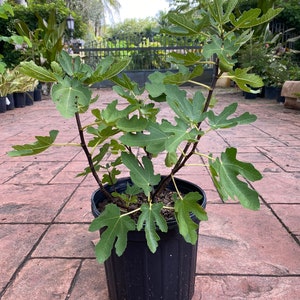 Ficus Carica, Fig tree, 10” pot Edible fig tree