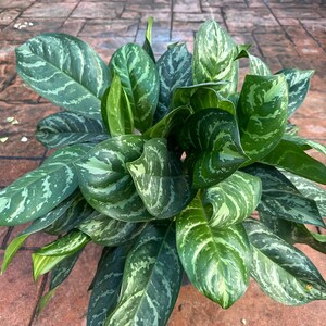 peace lily plant flower Peace Lily (Spathiphyllum)