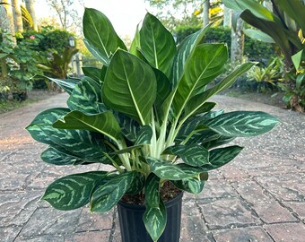 Aglaonema Legacy, 10” pot