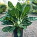 see more listings in the Aglaonema section