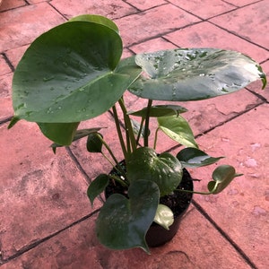 Monstera Deliciosa, 6” pot