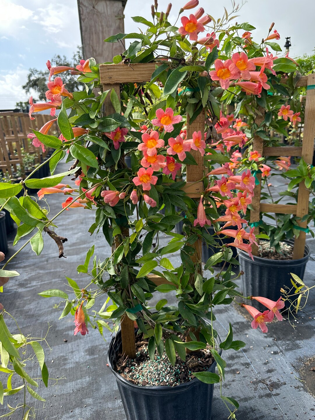 Cross Vine, Bignonia Capreolata, Trumpet Flower, 10 Pot Vine/climber on
