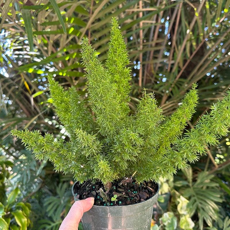 Foxtail Fern - Etsy