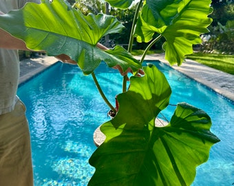 Philodendron Giganteum, top cutting, 6” pot L