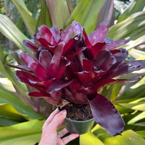 Neoregelia ‘Grapevine’, 5” pot