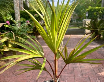 Rare Red Latan palm, Latania lontaroides, 1 g/deep 6” pot Actual plant