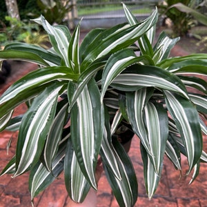 Dracaena Jade Jewel, 6" pot 2 stems in pot. Please see pics of leaves