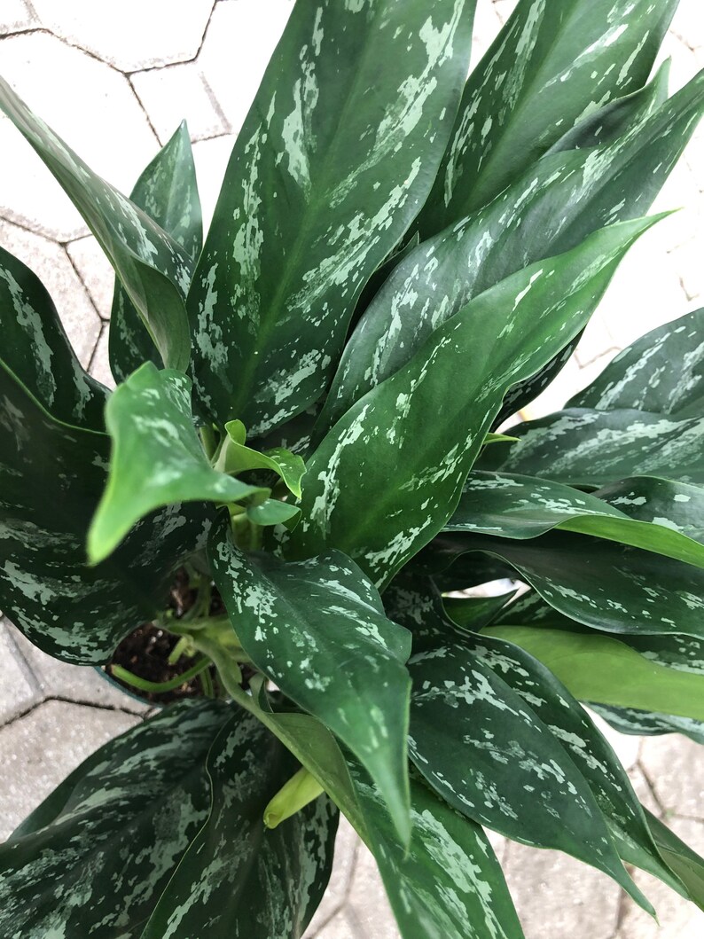  Aglaonema Shades  6 pot Etsy