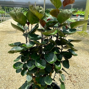 Aralia Fabian, 10” pot