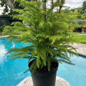 Norfolk Island Pine, 6” pot.