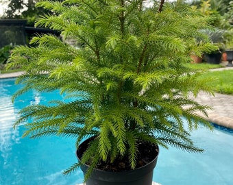 Norfolk Island Pine, 6” pot.