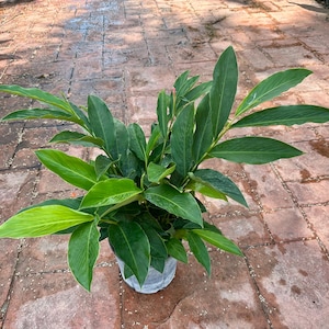 Pink ginger, alpinia purpurata, 10” pot.