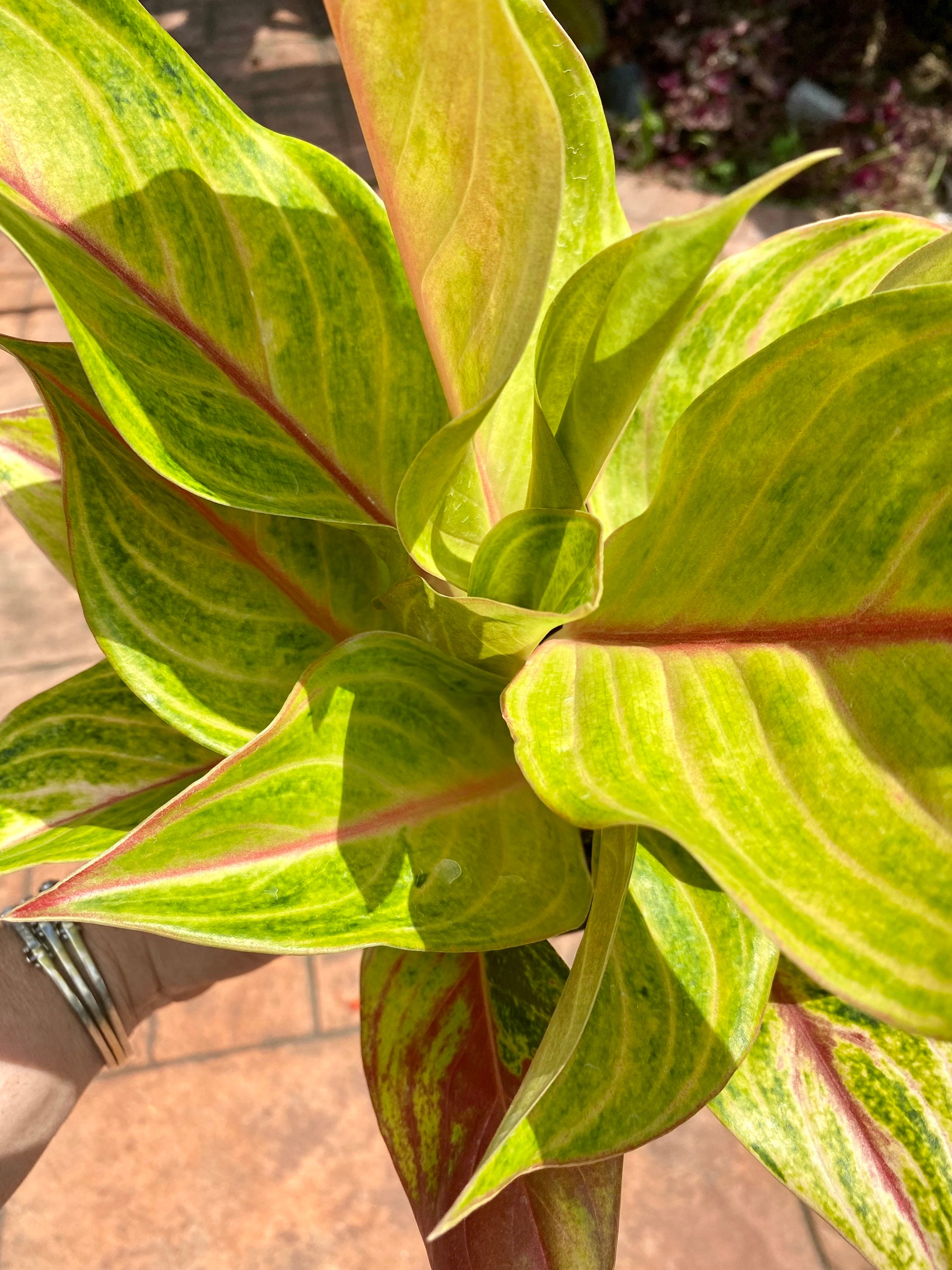 Aglaonema Golden Papaya 5 pot Etsy