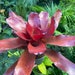 see more listings in the Bromeliads/Air plants section