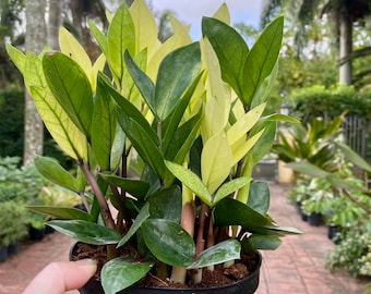 Chameleon ZZ - Zamioculcas zamiifolia, 6” pot.