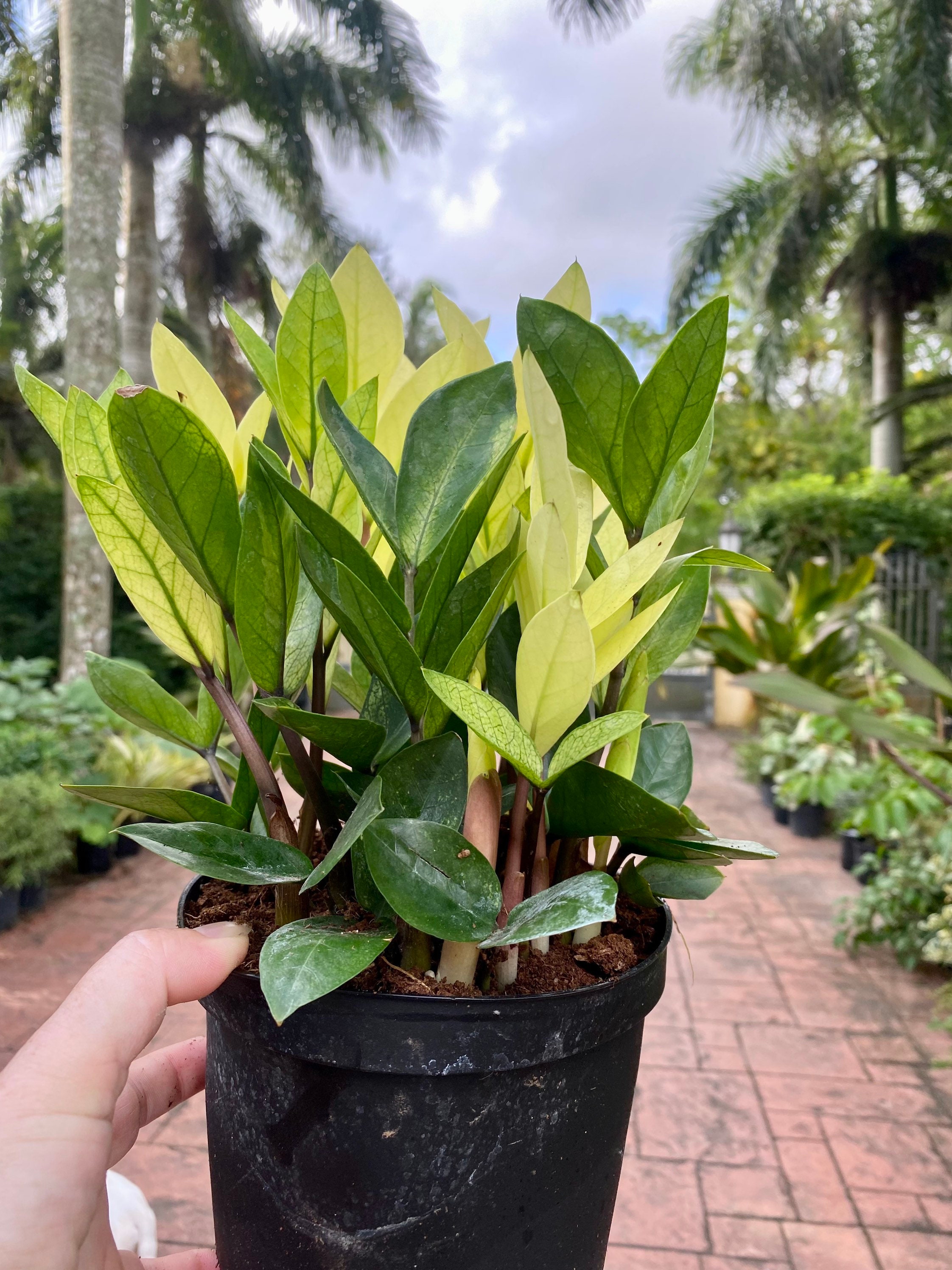 Chameleon ZZ - Zamioculcas Zamiifolia, 6” Pot. - Etsy