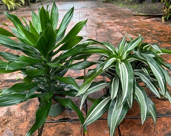 Set of Dracaena Green Jewel and Jade Jewel, 6” pot. Good size. See pic of some leaf tips