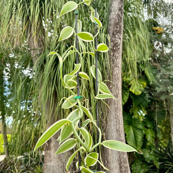 Vanilla Bean Plant Etsy