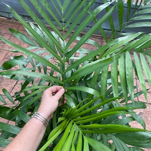 Bamboo palm, 10 pot. Chamaedorea seifrizii 60 box image 3