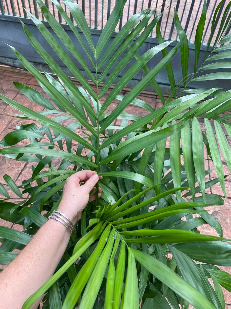 Bamboo palm, 10 pot. Chamaedorea seifrizii 60 box image 3