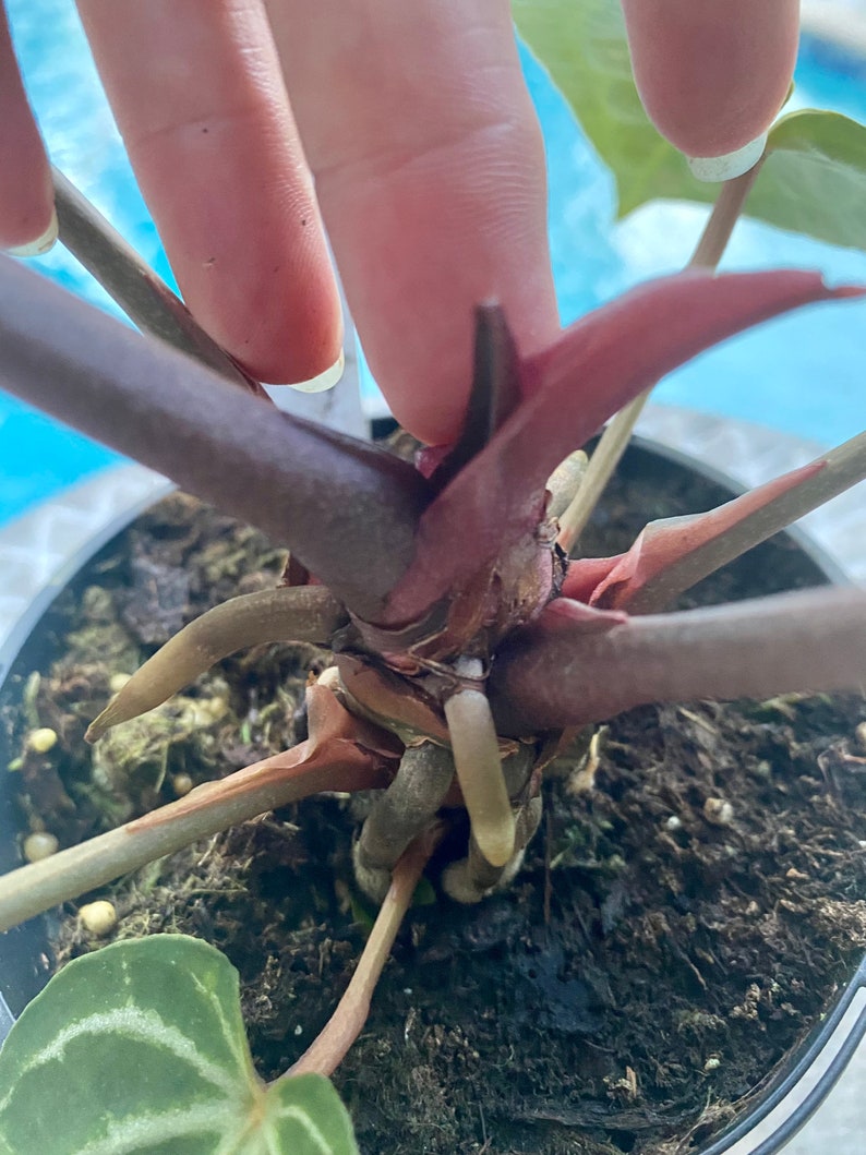 Anthurium Michelle X Zara. Dr. Block Hybrid 5 Pot. New Etsy