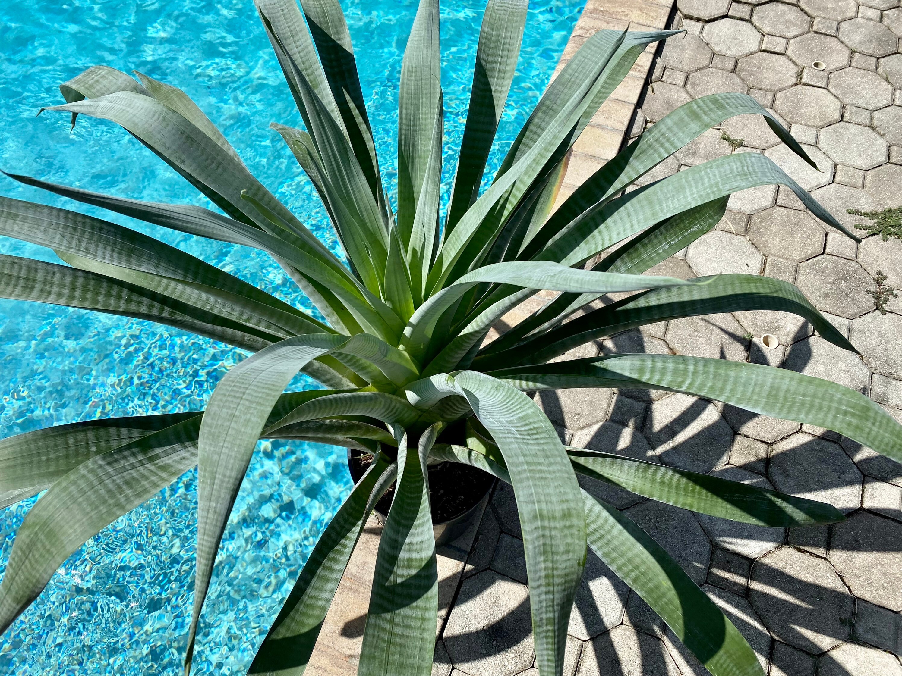 ブロメリア・エアープランツ Alcantarea Odorata Alcantarea Odorata – 305 Greenery, Inc.