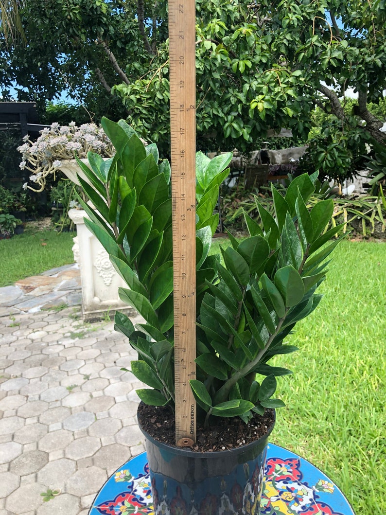 ZZ plant Zamioculcas zamiifolia, 8 pot image 9