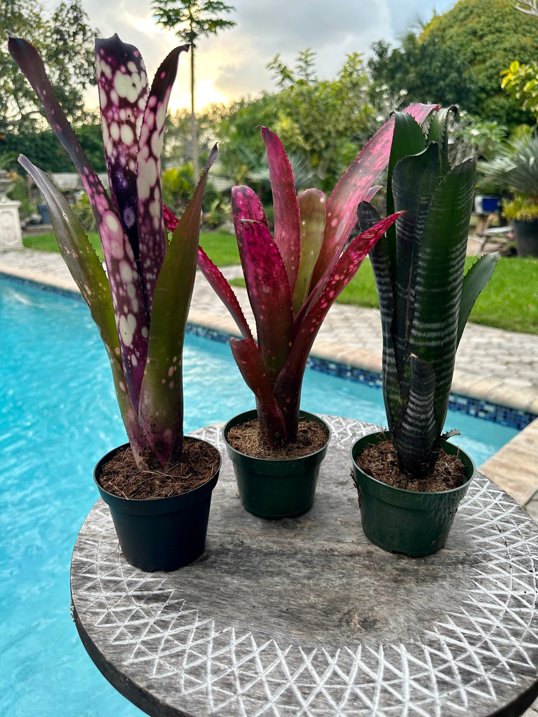 Set of 3, Billbergia 'darth Vader', Hallejujah Pink and Hallelujah