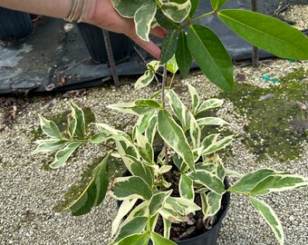 Rare variegated syzygium malaccense, Malay apple tree, 10” pot/3 g