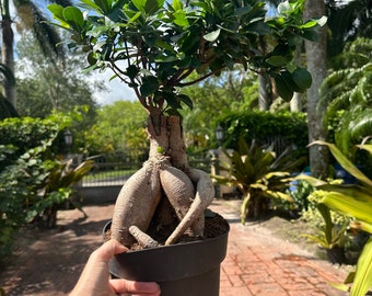 Ficus Ginseng, 8” pot natural. Bonsai Actual plant