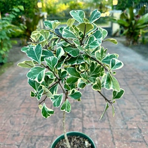 Variegated Ficus natalensis ficus triangularis, 6 pot Tree form. image 2