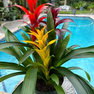 Guzmania bromeliad planting, 3 per pot. 8” pot