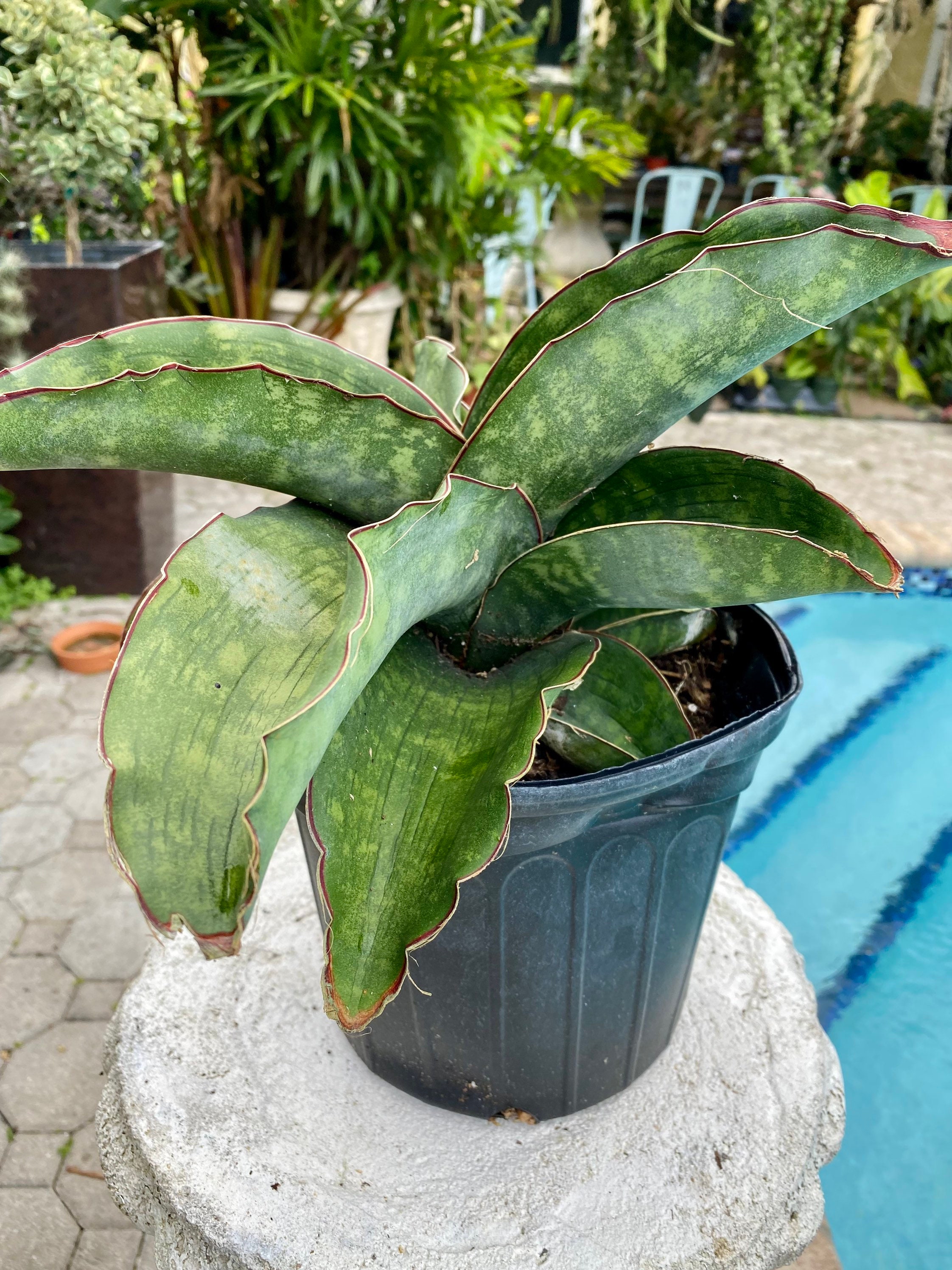 n*u様 サンスベリア dragon wing variegated A サンスベリア ドラゴンウィング Sansevieria sp. Mafinga