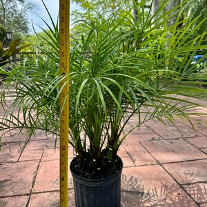 Roebelenii palm, multi trunk, 10 pot Ask me for Ground Ship if high ship price at checkout image 2