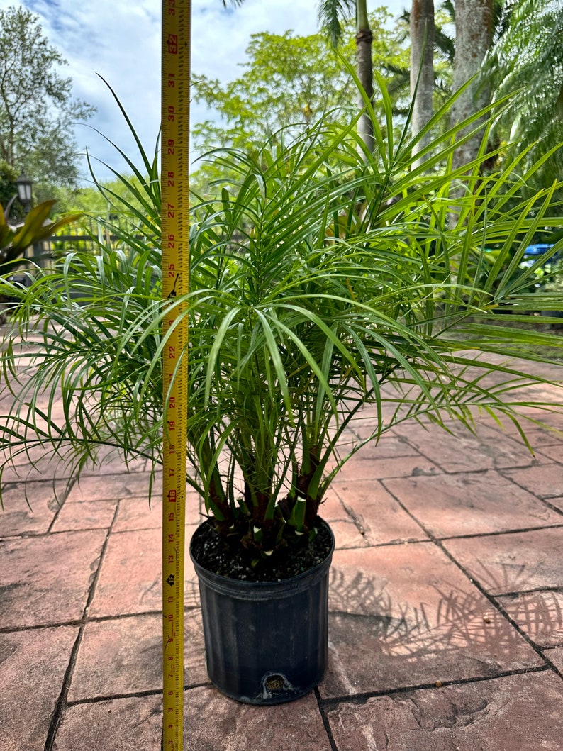 Roebelenii palm, multi trunk, 10 pot Ask me for Ground Ship if high ship price at checkout image 2