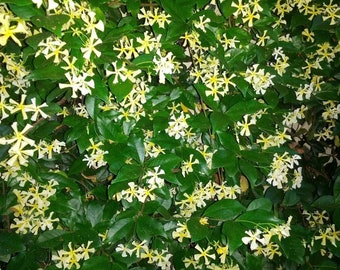 Confederate Jasmine, Star Jasmine, 10” pot. Trellis. Fragrant - Pin wheel.