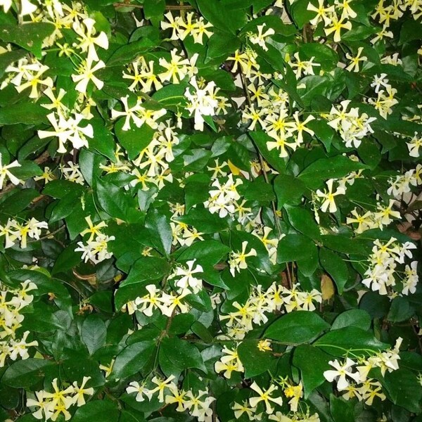 Confederate Jasmine Etsy