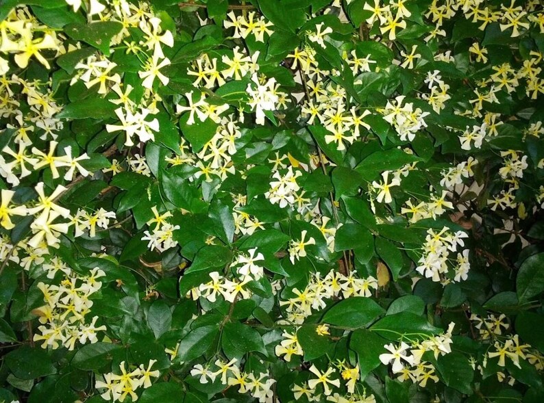 Confederate Jasmine Star Jasmine 10 Pot. Trellis. Fragrant Etsy