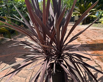 Cordyline 'Red Star', 10" pot Large/Tall couple of frayed leaves at bottom Red star dracaena, Cabbage tree