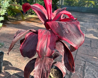 Cordyline Dr. Brown, 10" pot