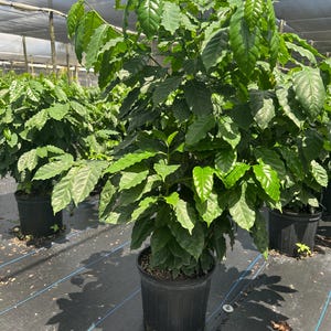 Coffee plant, Arabica, 10” pot Large/Tall